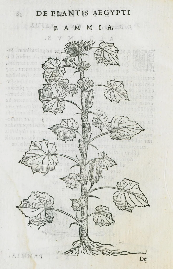 An illustration from Prosperi Alpini De plantis Aegypti liber. In quo non pauci, qui circa herbarum materiam irrepserunt, errores, deprehenduntur, quorum causa hactenus multa medicamenta ad usum medicine admodum expetenda, plerisque medicorum, non sine artis iactura, occulta, atque obsoleta iacuerunt... Accessit etiam liber de balsamo aliàs editus, 1592, leaf 90