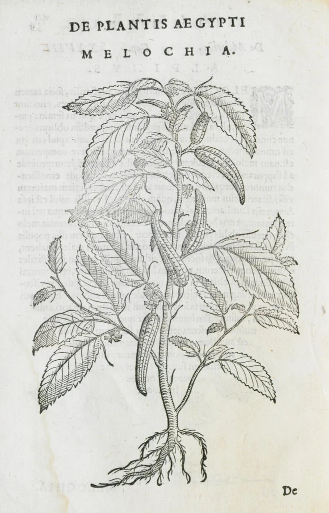 An illustration from Prosperi Alpini De plantis Aegypti liber. In quo non pauci, qui circa herbarum materiam irrepserunt, errores, deprehenduntur, quorum causa hactenus multa medicamenta ad usum medicine admodum expetenda, plerisque medicorum, non sine artis iactura, occulta, atque obsoleta iacuerunt... Accessit etiam liber de balsamo aliàs editus, 1592, leaf 92