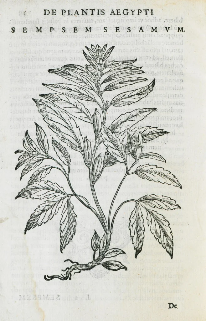 An illustration from Prosperi Alpini De plantis Aegypti liber. In quo non pauci, qui circa herbarum materiam irrepserunt, errores, deprehenduntur, quorum causa hactenus multa medicamenta ad usum medicine admodum expetenda, plerisque medicorum, non sine artis iactura, occulta, atque obsoleta iacuerunt... Accessit etiam liber de balsamo aliàs editus, 1592, leaf 98