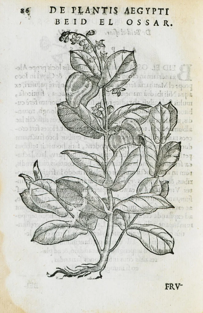 An illustration from Prosperi Alpini de Plantis Ægypti liber cum observationibus et notis Ioannis Veslingii mindani, equitis... Accessit Alpini de balsamo liber. Editio altera emendatior., 1640, leaf 101