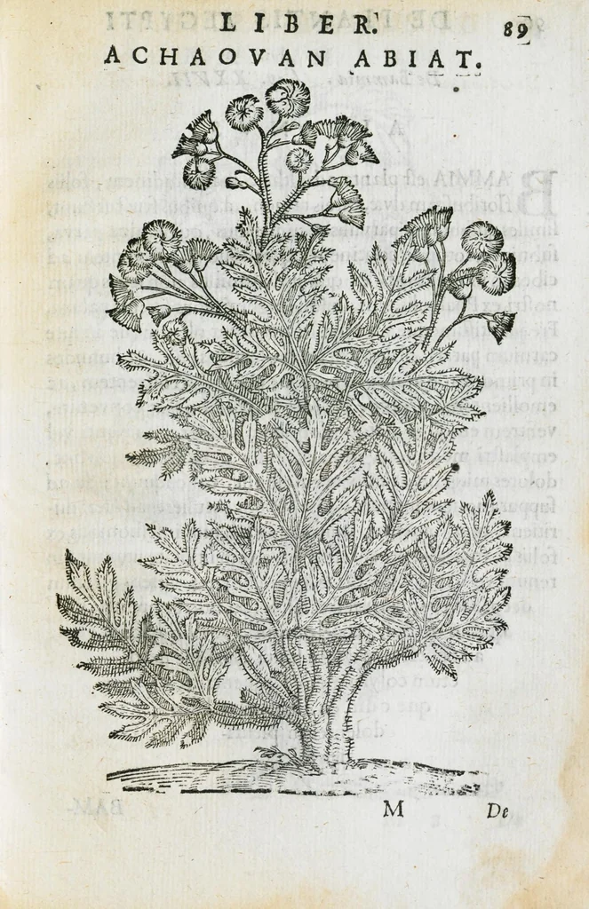 An illustration from Prosperi Alpini de Plantis Ægypti liber cum observationibus et notis Ioannis Veslingii mindani, equitis... Accessit Alpini de balsamo liber. Editio altera emendatior., 1640, leaf 104
