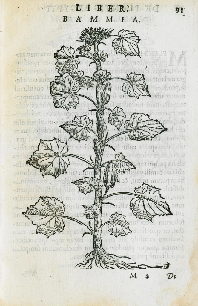 An illustration from Prosperi Alpini de Plantis Ægypti liber cum observationibus et notis Ioannis Veslingii mindani, equitis... Accessit Alpini de balsamo liber. Editio altera emendatior., 1640, leaf 106