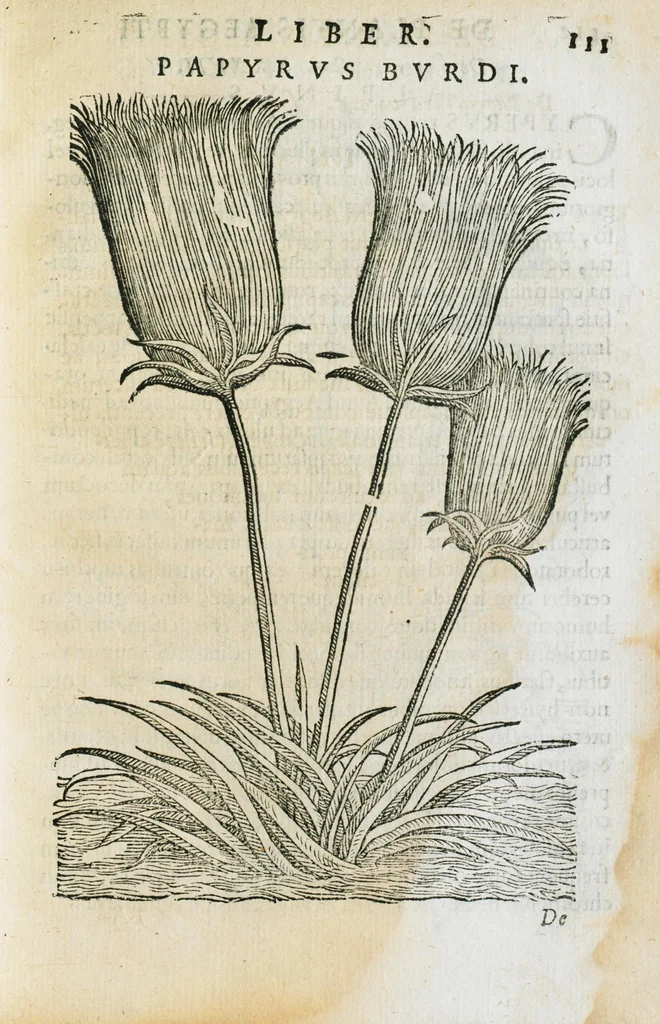 An illustration from Prosperi Alpini de Plantis Ægypti liber cum observationibus et notis Ioannis Veslingii mindani, equitis... Accessit Alpini de balsamo liber. Editio altera emendatior., 1640, leaf 126