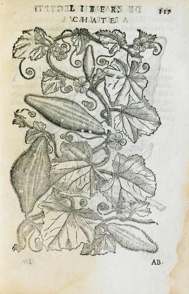 An illustration from Prosperi Alpini de Plantis Ægypti liber cum observationibus et notis Ioannis Veslingii mindani, equitis... Accessit Alpini de balsamo liber. Editio altera emendatior., 1640, leaf 132