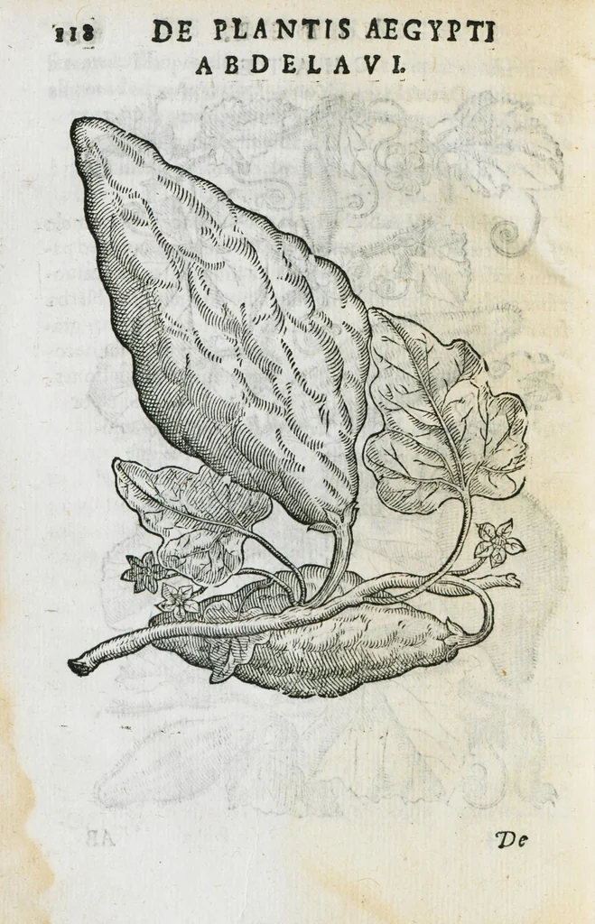 An illustration from Prosperi Alpini de Plantis Ægypti liber cum observationibus et notis Ioannis Veslingii mindani, equitis... Accessit Alpini de balsamo liber. Editio altera emendatior., 1640, leaf 133