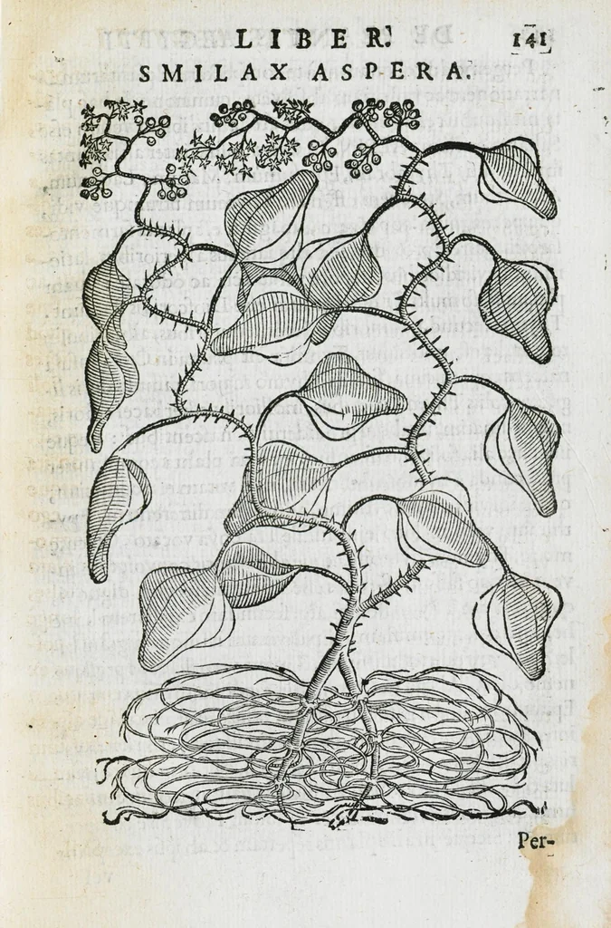 An illustration from Prosperi Alpini de Plantis Ægypti liber cum observationibus et notis Ioannis Veslingii mindani, equitis... Accessit Alpini de balsamo liber. Editio altera emendatior., 1640, leaf 156