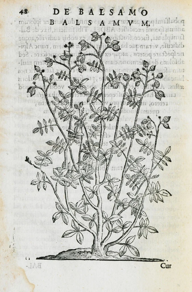 An illustration from Prosperi Alpini de Plantis Ægypti liber cum observationibus et notis Ioannis Veslingii mindani, equitis... Accessit Alpini de balsamo liber. Editio altera emendatior., 1640, leaf 211