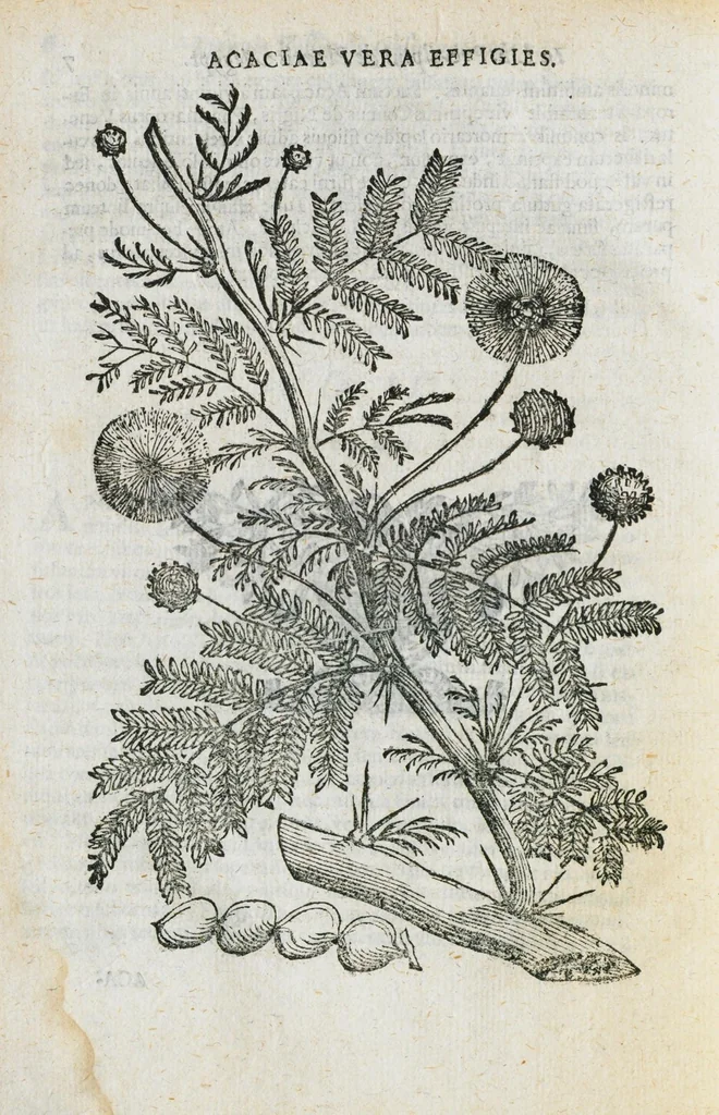 An illustration from Prosperi Alpini de Plantis Ægypti liber cum observationibus et notis Ioannis Veslingii mindani, equitis... Accessit Alpini de balsamo liber. Editio altera emendatior., 1640, leaf 235