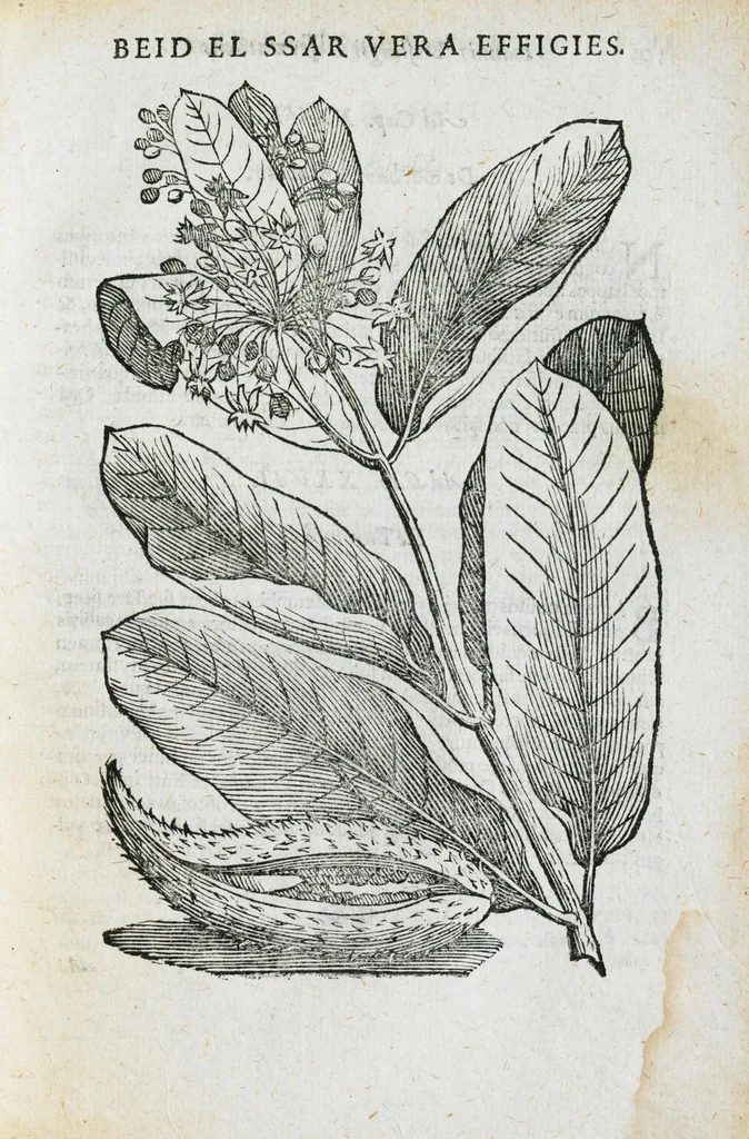 An illustration from Prosperi Alpini de Plantis Ægypti liber cum observationibus et notis Ioannis Veslingii mindani, equitis... Accessit Alpini de balsamo liber. Editio altera emendatior., 1640, leaf 256