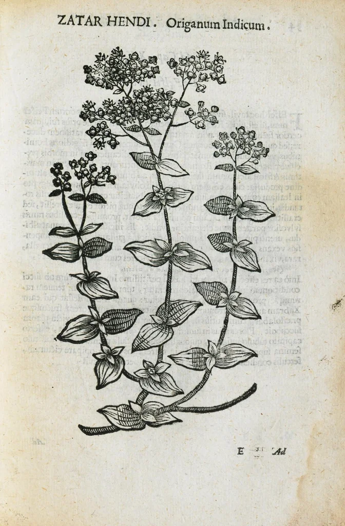 An illustration from Prosperi Alpini de Plantis Ægypti liber cum observationibus et notis Ioannis Veslingii mindani, equitis... Accessit Alpini de balsamo liber. Editio altera emendatior., 1640, leaf 260