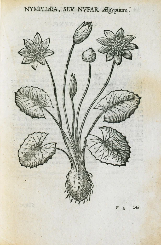 An illustration from Prosperi Alpini de Plantis Ægypti liber cum observationibus et notis Ioannis Veslingii mindani, equitis... Accessit Alpini de balsamo liber. Editio altera emendatior., 1640, leaf 270