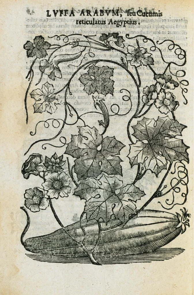 An illustration from Prosperi Alpini de Plantis Ægypti liber cum observationibus et notis Ioannis Veslingii mindani, equitis... Accessit Alpini de balsamo liber. Editio altera emendatior., 1640, leaf 277