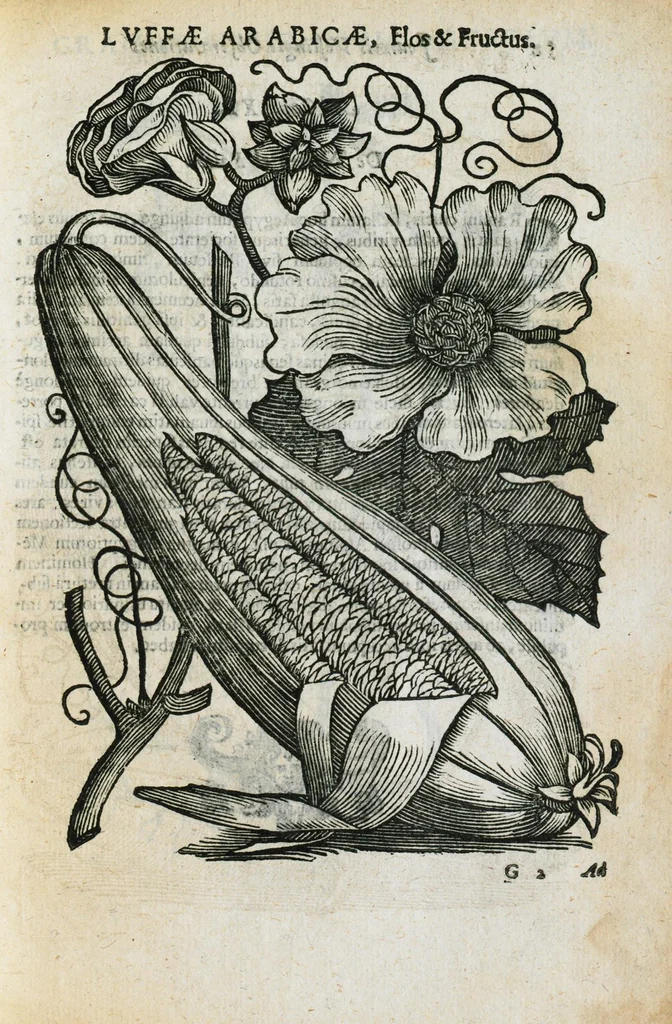 An illustration from Prosperi Alpini de Plantis Ægypti liber cum observationibus et notis Ioannis Veslingii mindani, equitis... Accessit Alpini de balsamo liber. Editio altera emendatior., 1640, leaf 278