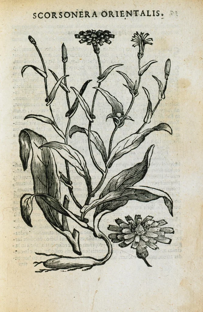 An illustration from Prosperi Alpini de Plantis Ægypti liber cum observationibus et notis Ioannis Veslingii mindani, equitis... Accessit Alpini de balsamo liber. Editio altera emendatior., 1640, leaf 282
