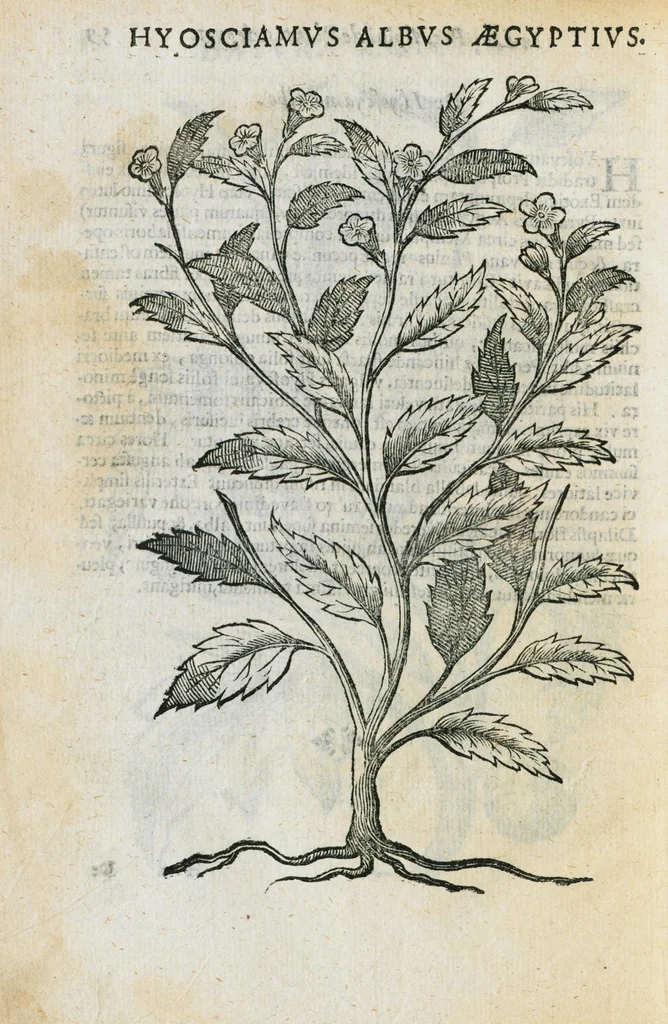 An illustration from Prosperi Alpini de Plantis Ægypti liber cum observationibus et notis Ioannis Veslingii mindani, equitis... Accessit Alpini de balsamo liber. Editio altera emendatior., 1640, leaf 287