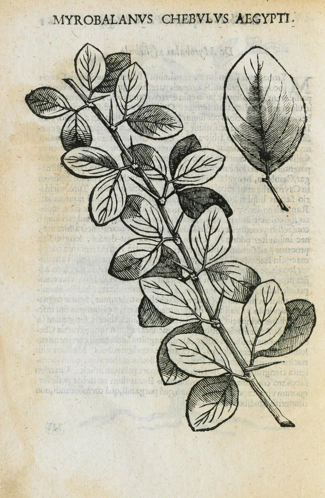 An illustration from Prosperi Alpini de Plantis Ægypti liber cum observationibus et notis Ioannis Veslingii mindani, equitis... Accessit Alpini de balsamo liber. Editio altera emendatior., 1640, leaf 289