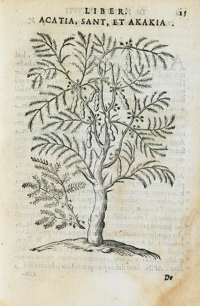 An illustration from Prosperi Alpini de Plantis Ægypti liber cum observationibus et notis Ioannis Veslingii mindani, equitis... Accessit Alpini de balsamo liber. Editio altera emendatior., 1640, leaf 30