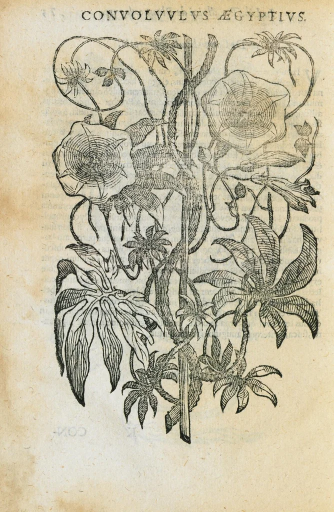 An illustration from Prosperi Alpini de Plantis Ægypti liber cum observationibus et notis Ioannis Veslingii mindani, equitis... Accessit Alpini de balsamo liber. Editio altera emendatior., 1640, leaf 301