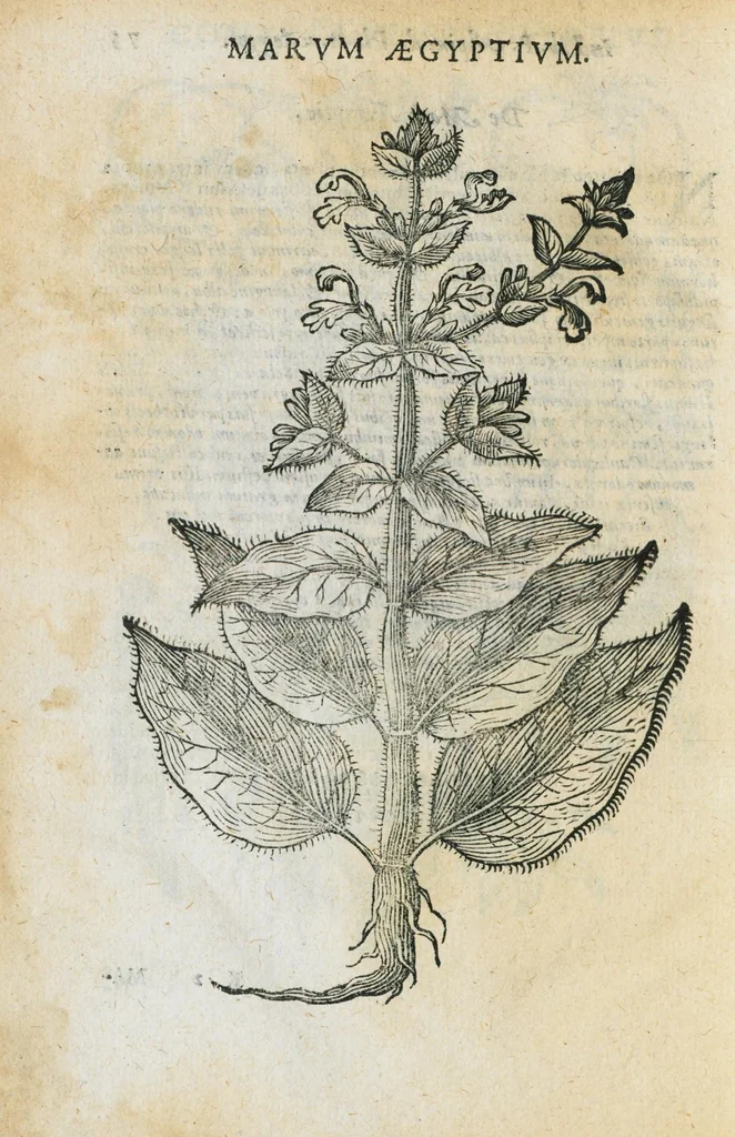 An illustration from Prosperi Alpini de Plantis Ægypti liber cum observationibus et notis Ioannis Veslingii mindani, equitis... Accessit Alpini de balsamo liber. Editio altera emendatior., 1640, leaf 303