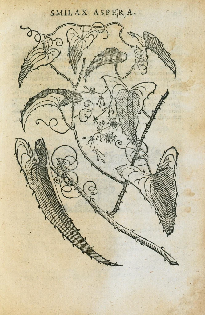 An illustration from Prosperi Alpini de Plantis Ægypti liber cum observationibus et notis Ioannis Veslingii mindani, equitis... Accessit Alpini de balsamo liber. Editio altera emendatior., 1640, leaf 306
