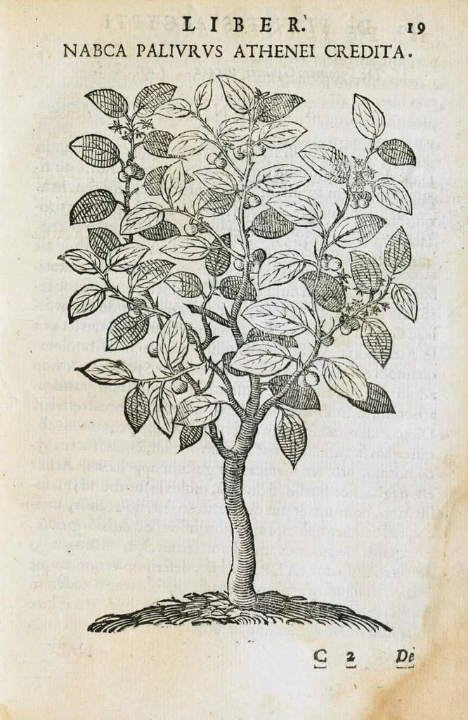 An illustration from Prosperi Alpini de Plantis Ægypti liber cum observationibus et notis Ioannis Veslingii mindani, equitis... Accessit Alpini de balsamo liber. Editio altera emendatior., 1640, leaf 34
