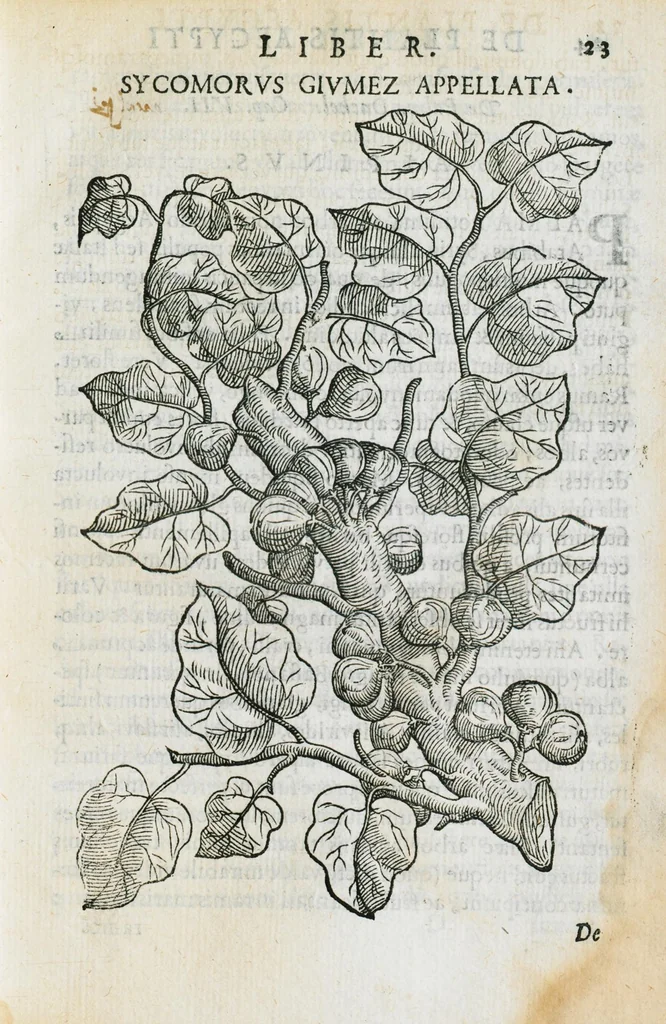 An illustration from Prosperi Alpini de Plantis Ægypti liber cum observationibus et notis Ioannis Veslingii mindani, equitis... Accessit Alpini de balsamo liber. Editio altera emendatior., 1640, leaf 38