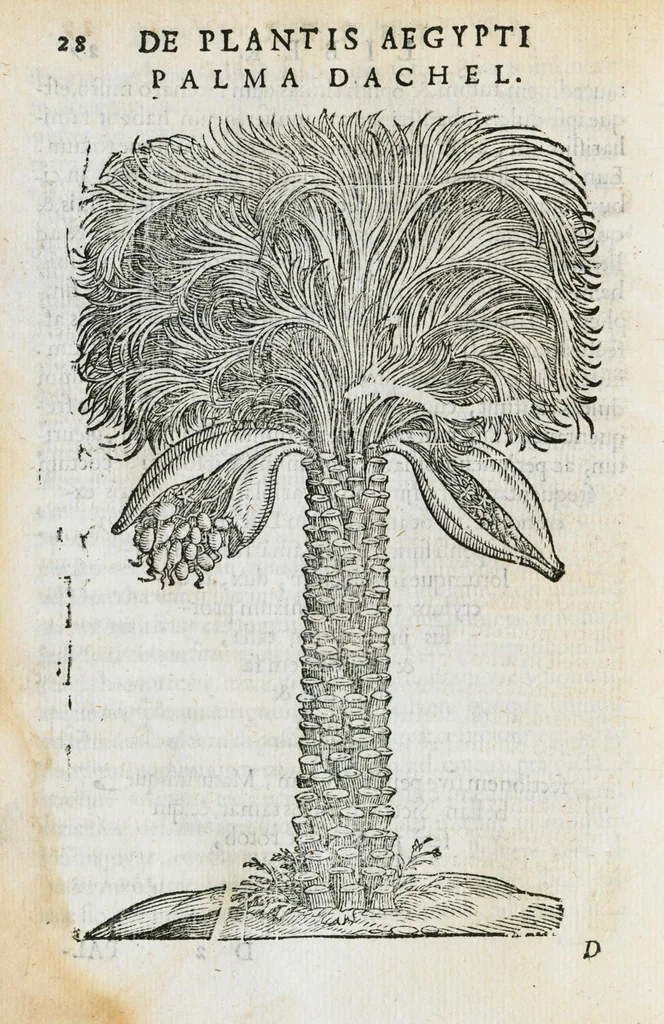 An illustration from Prosperi Alpini de Plantis Ægypti liber cum observationibus et notis Ioannis Veslingii mindani, equitis... Accessit Alpini de balsamo liber. Editio altera emendatior., 1640, leaf 43
