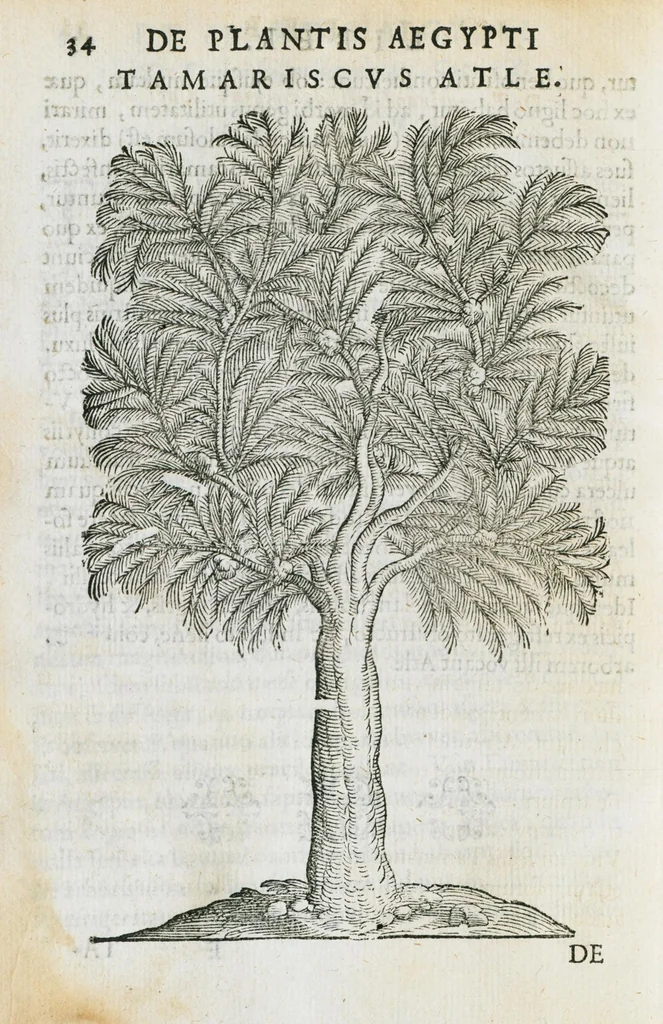 An illustration from Prosperi Alpini de Plantis Ægypti liber cum observationibus et notis Ioannis Veslingii mindani, equitis... Accessit Alpini de balsamo liber. Editio altera emendatior., 1640, leaf 49