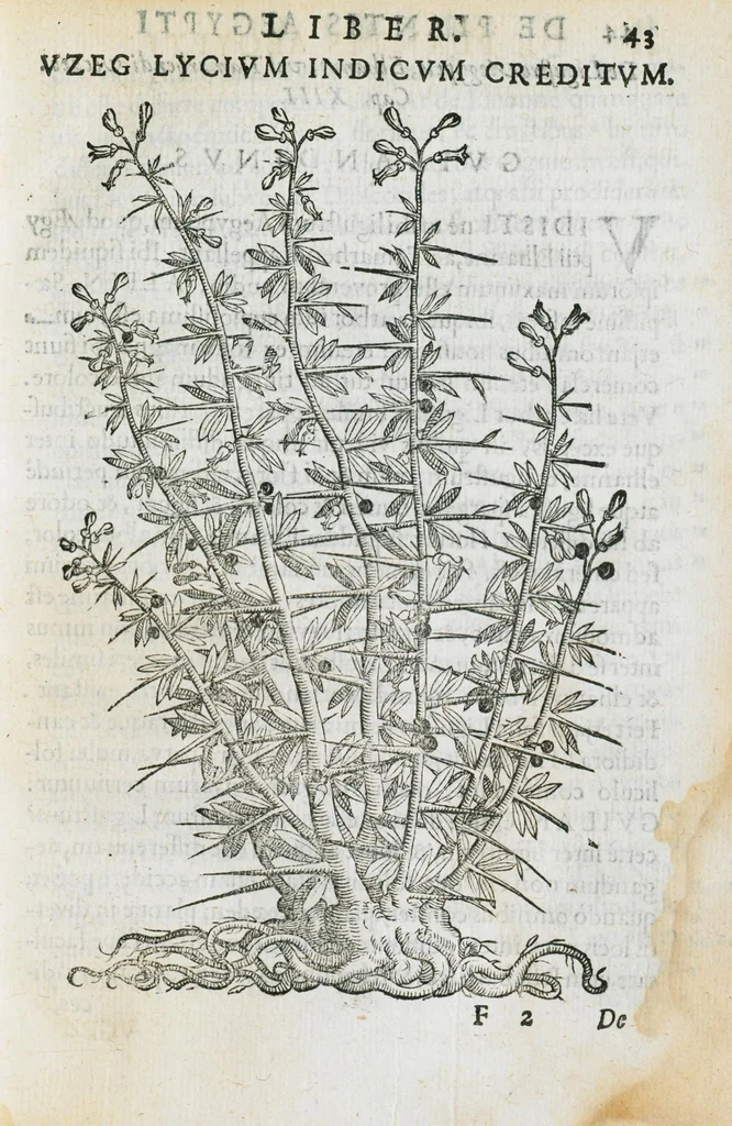 An illustration from Prosperi Alpini de Plantis Ægypti liber cum observationibus et notis Ioannis Veslingii mindani, equitis... Accessit Alpini de balsamo liber. Editio altera emendatior., 1640, leaf 58