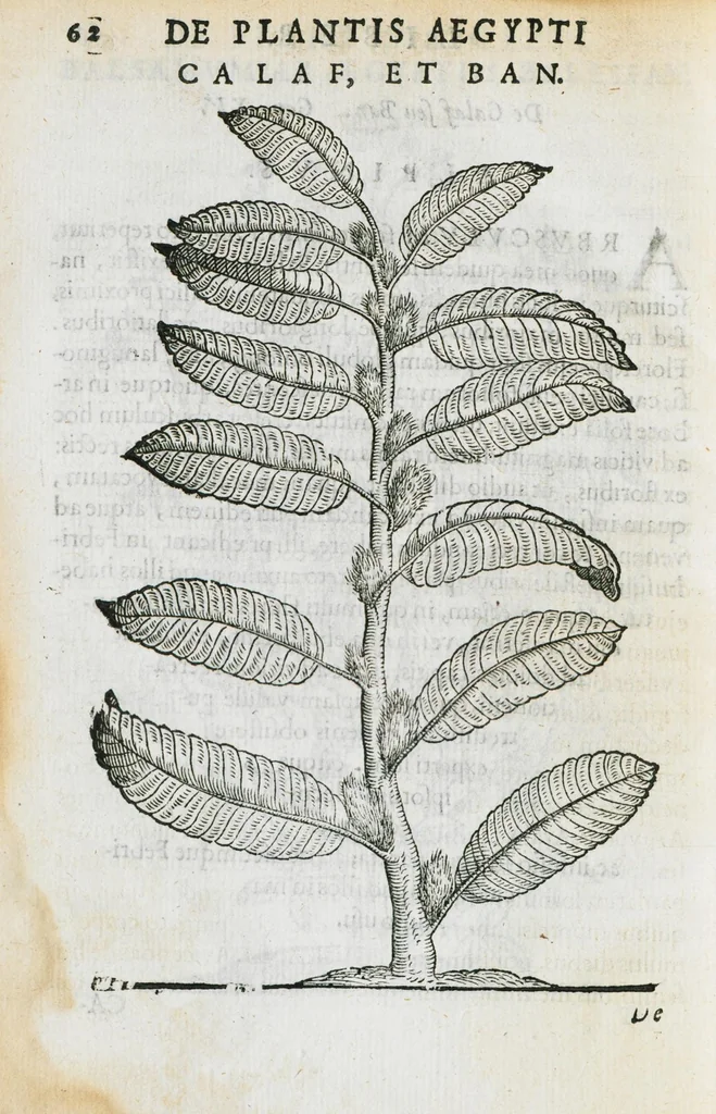 An illustration from Prosperi Alpini de Plantis Ægypti liber cum observationibus et notis Ioannis Veslingii mindani, equitis... Accessit Alpini de balsamo liber. Editio altera emendatior., 1640, leaf 77