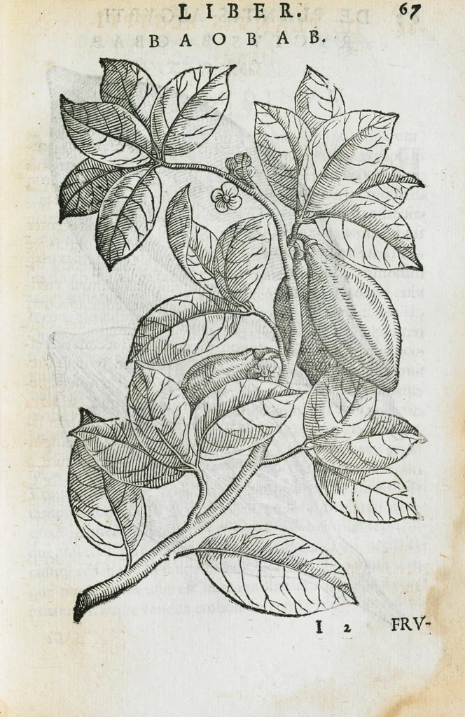 An illustration from Prosperi Alpini de Plantis Ægypti liber cum observationibus et notis Ioannis Veslingii mindani, equitis... Accessit Alpini de balsamo liber. Editio altera emendatior., 1640, leaf 82