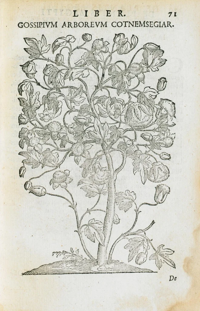 An illustration from Prosperi Alpini de Plantis Ægypti liber cum observationibus et notis Ioannis Veslingii mindani, equitis... Accessit Alpini de balsamo liber. Editio altera emendatior., 1640, leaf 86