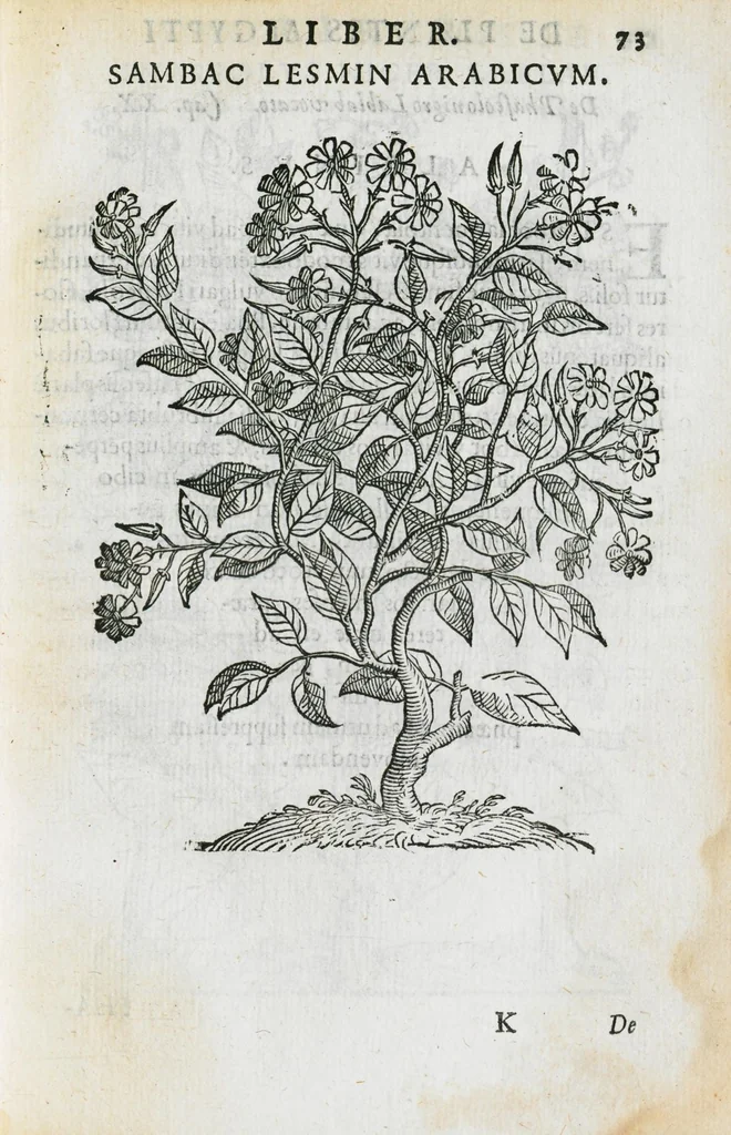 An illustration from Prosperi Alpini de Plantis Ægypti liber cum observationibus et notis Ioannis Veslingii mindani, equitis... Accessit Alpini de balsamo liber. Editio altera emendatior., 1640, leaf 88