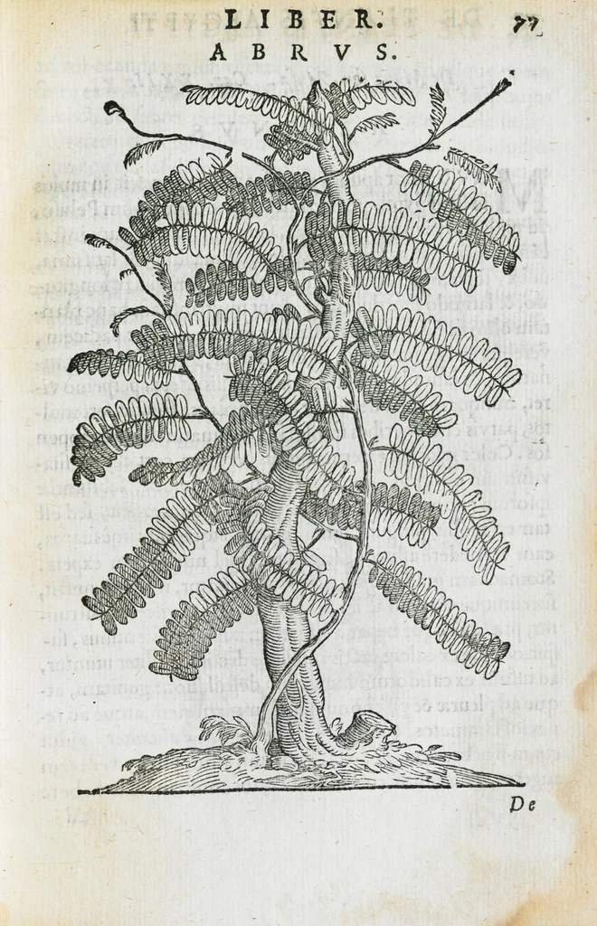 An illustration from Prosperi Alpini de Plantis Ægypti liber cum observationibus et notis Ioannis Veslingii mindani, equitis... Accessit Alpini de balsamo liber. Editio altera emendatior., 1640, leaf 92