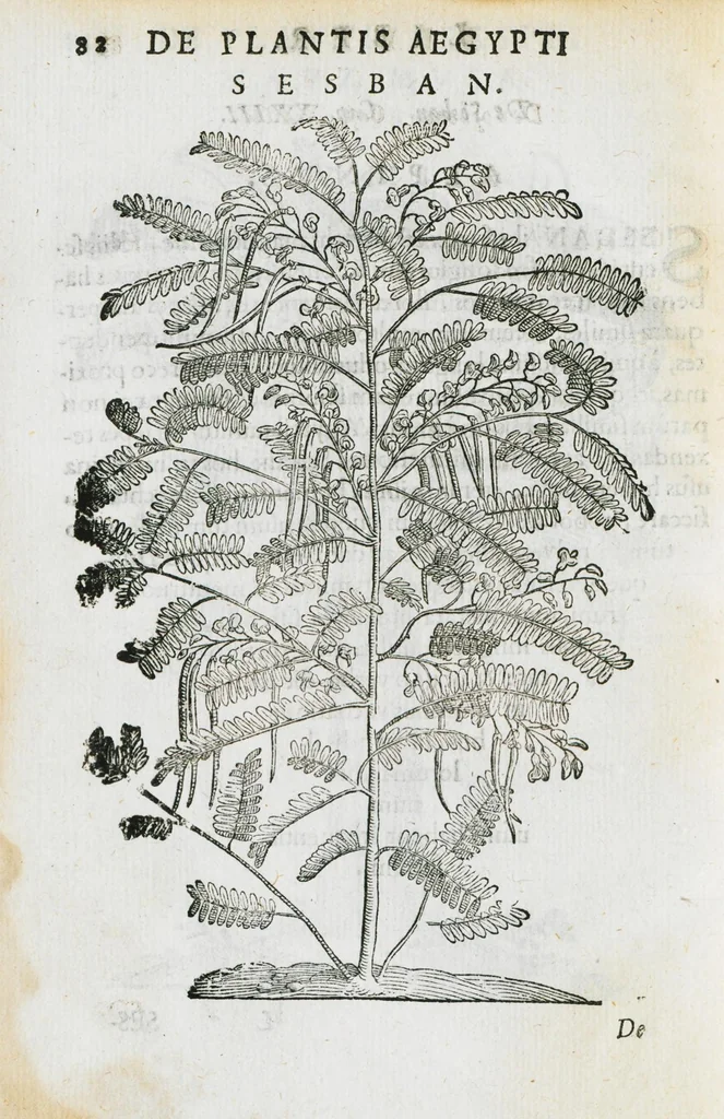 An illustration from Prosperi Alpini de Plantis Ægypti liber cum observationibus et notis Ioannis Veslingii mindani, equitis... Accessit Alpini de balsamo liber. Editio altera emendatior., 1640, leaf 97