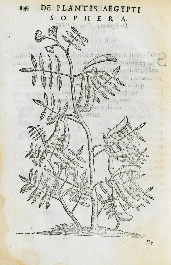 An illustration from Prosperi Alpini de Plantis Ægypti liber cum observationibus et notis Ioannis Veslingii mindani, equitis... Accessit Alpini de balsamo liber. Editio altera emendatior., 1640, leaf 99