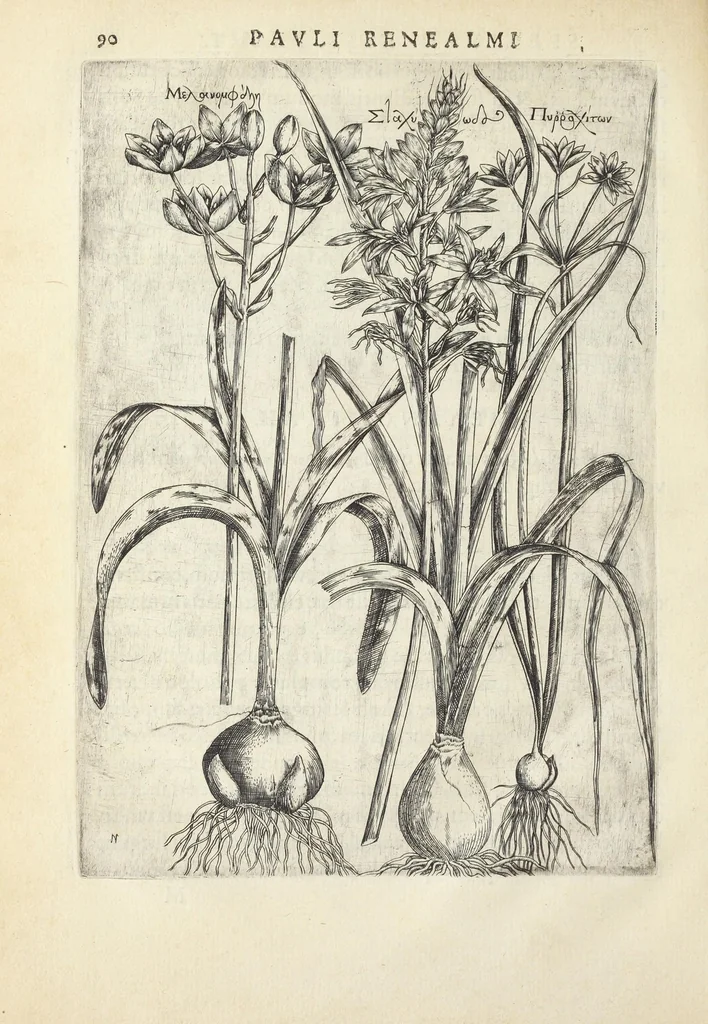 An illustration from Pauli Renealmi Blaesensis doctoris medici Specimen historiæ plantarum. Plantæ typis æneis expressæ., 1611, leaf 102