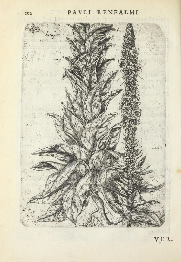 An illustration from Pauli Renealmi Blaesensis doctoris medici Specimen historiæ plantarum. Plantæ typis æneis expressæ., 1611, leaf 114