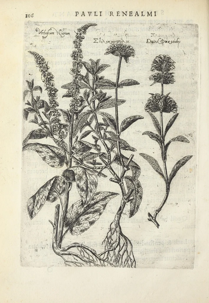 An illustration from Pauli Renealmi Blaesensis doctoris medici Specimen historiæ plantarum. Plantæ typis æneis expressæ., 1611, leaf 118