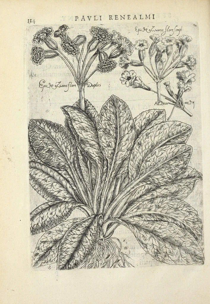 An illustration from Pauli Renealmi Blaesensis doctoris medici Specimen historiæ plantarum. Plantæ typis æneis expressæ., 1611, leaf 126
