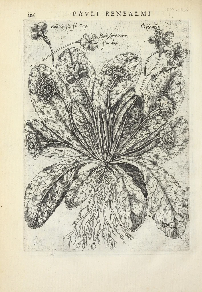 An illustration from Pauli Renealmi Blaesensis doctoris medici Specimen historiæ plantarum. Plantæ typis æneis expressæ., 1611, leaf 128