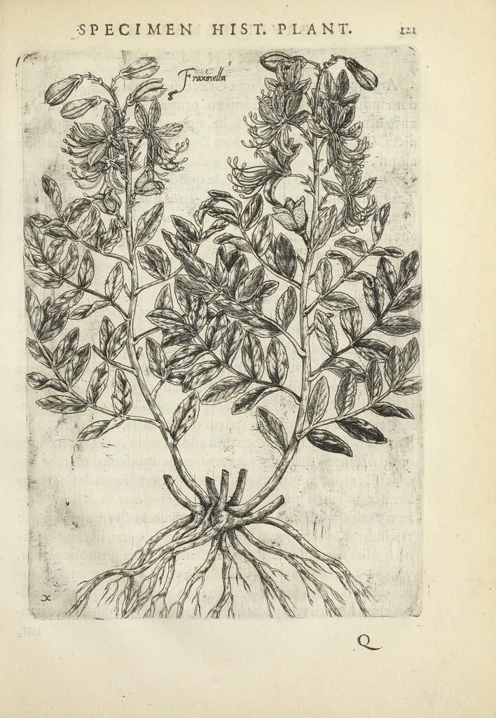 An illustration from Pauli Renealmi Blaesensis doctoris medici Specimen historiæ plantarum. Plantæ typis æneis expressæ., 1611, leaf 133
