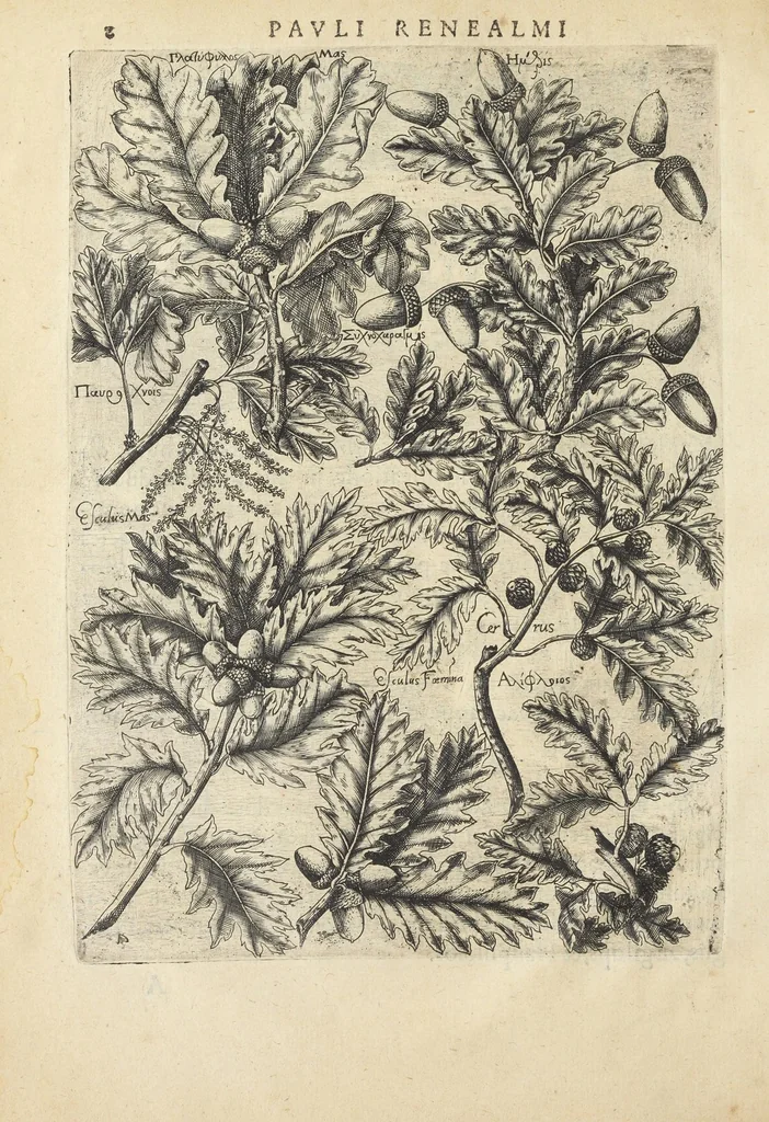 An illustration from Pauli Renealmi Blaesensis doctoris medici Specimen historiæ plantarum. Plantæ typis æneis expressæ., 1611, leaf 14