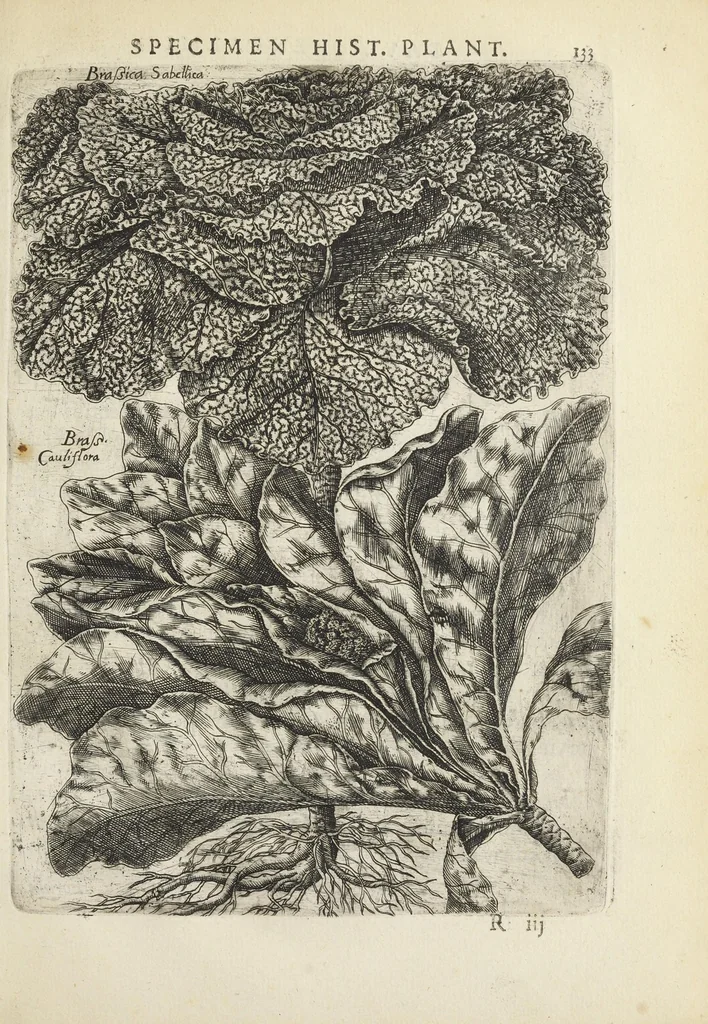 An illustration from Pauli Renealmi Blaesensis doctoris medici Specimen historiæ plantarum. Plantæ typis æneis expressæ., 1611, leaf 145