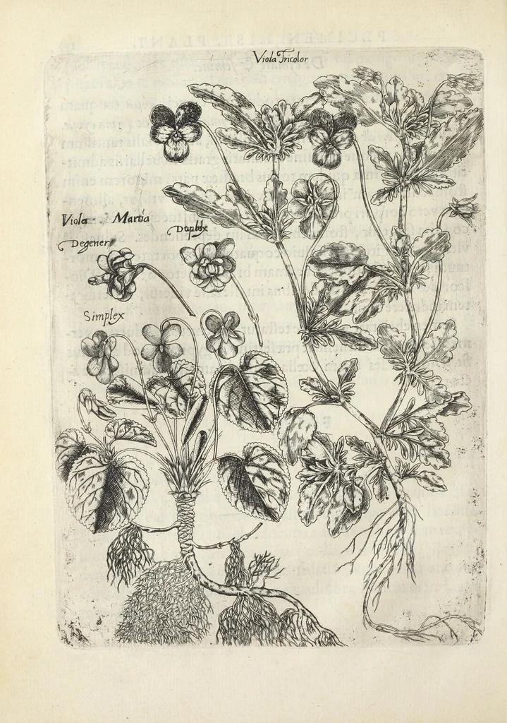 An illustration from Pauli Renealmi Blaesensis doctoris medici Specimen historiæ plantarum. Plantæ typis æneis expressæ., 1611, leaf 152