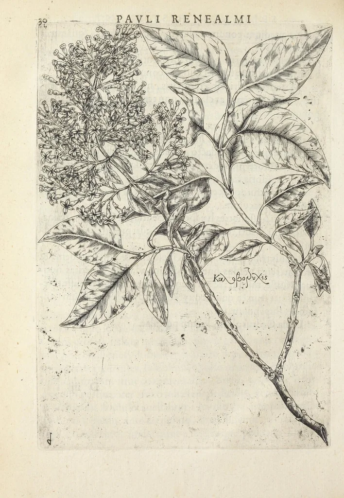 An illustration from Pauli Renealmi Blaesensis doctoris medici Specimen historiæ plantarum. Plantæ typis æneis expressæ., 1611, leaf 42