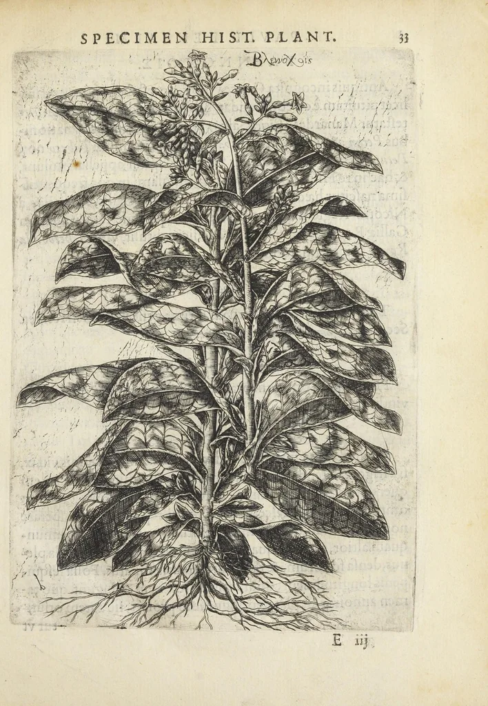 An illustration from Pauli Renealmi Blaesensis doctoris medici Specimen historiæ plantarum. Plantæ typis æneis expressæ., 1611, leaf 49