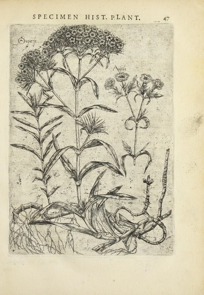 An illustration from Pauli Renealmi Blaesensis doctoris medici Specimen historiæ plantarum. Plantæ typis æneis expressæ., 1611, leaf 59
