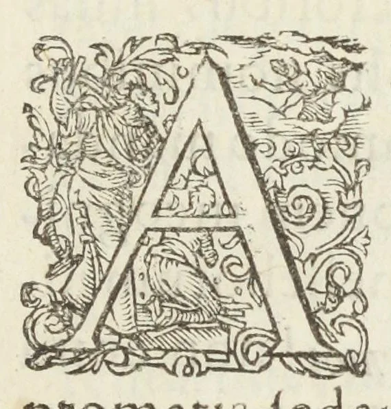 An illustration from Pauli Renealmi Blaesensis doctoris medici Specimen historiæ plantarum. Plantæ typis æneis expressæ., 1611, leaf 7