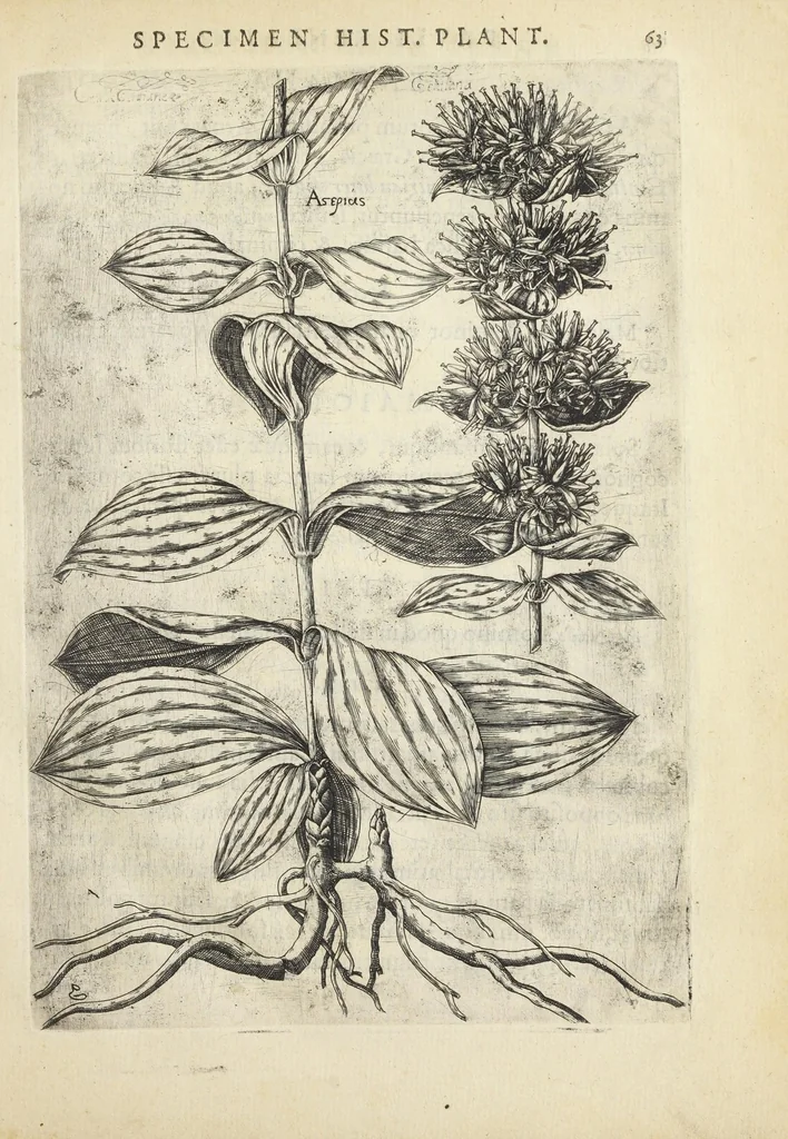 An illustration from Pauli Renealmi Blaesensis doctoris medici Specimen historiæ plantarum. Plantæ typis æneis expressæ., 1611, leaf 75